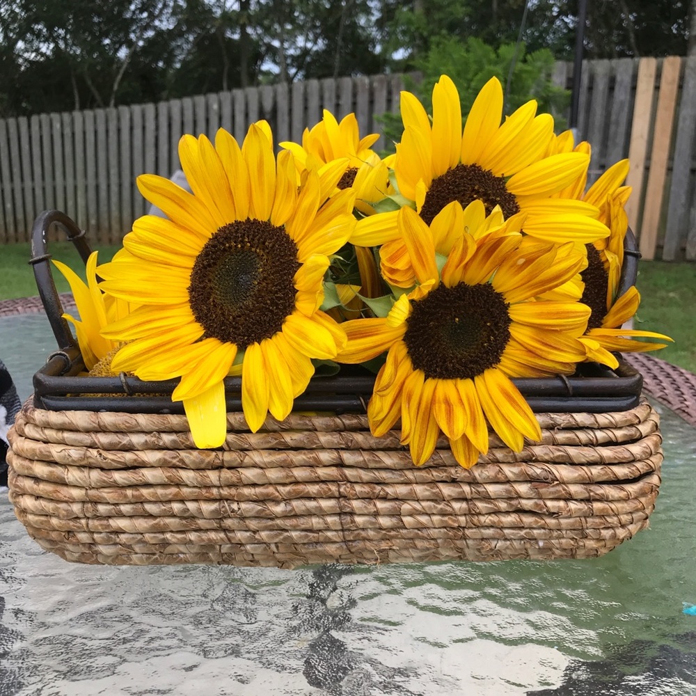 Meet your Posher, Mickey